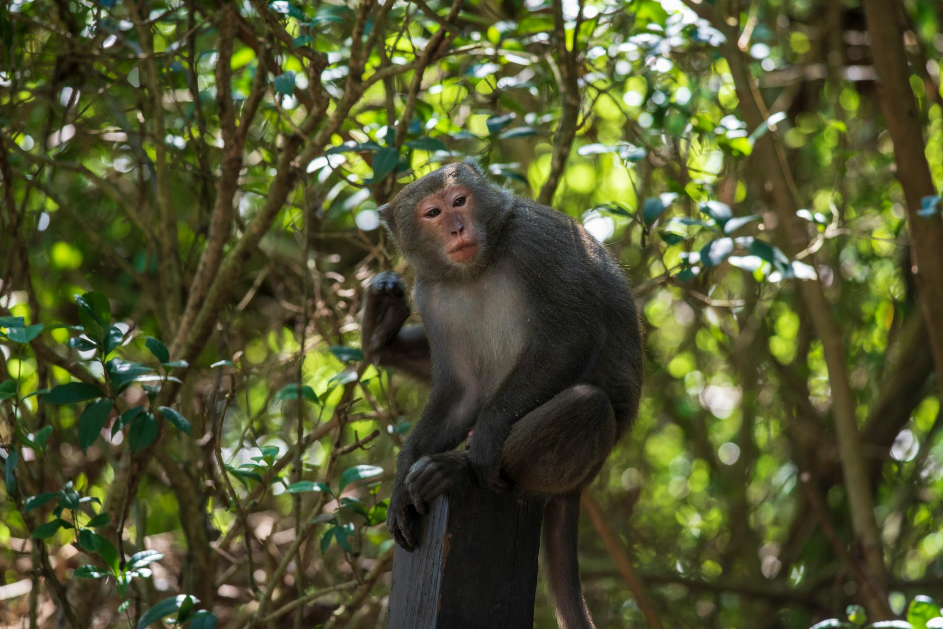 Monkey Island Cat Ba: The Complete 2026 Travel Guide